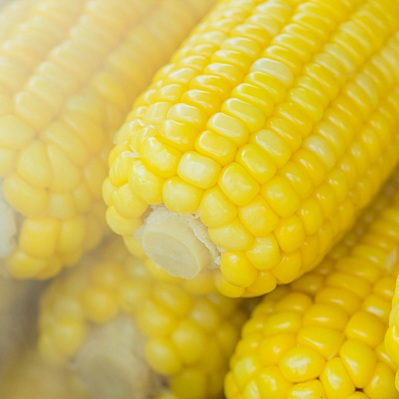 Kiat Sukses Bertani Jagung: Panduan Lengkap dan Praktis