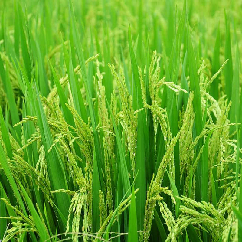 Pupuk Non-Subsidi untuk Atasi Kelangkaan: Solusi Inovatif Kementerian Pertanian