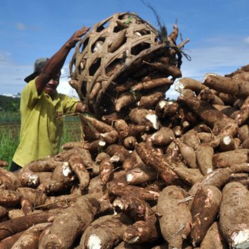 Jawa Tengah Mulai Melirik Peluang Ekspor Singkong ke Eropa dan Inggris