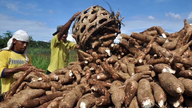 Jawa Tengah Mulai Melirik Peluang Ekspor Singkong ke Eropa dan Inggris