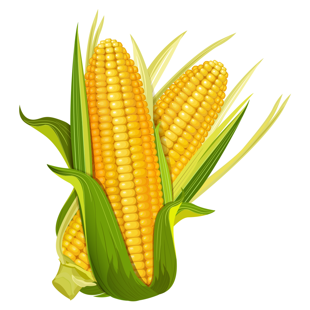 jagung